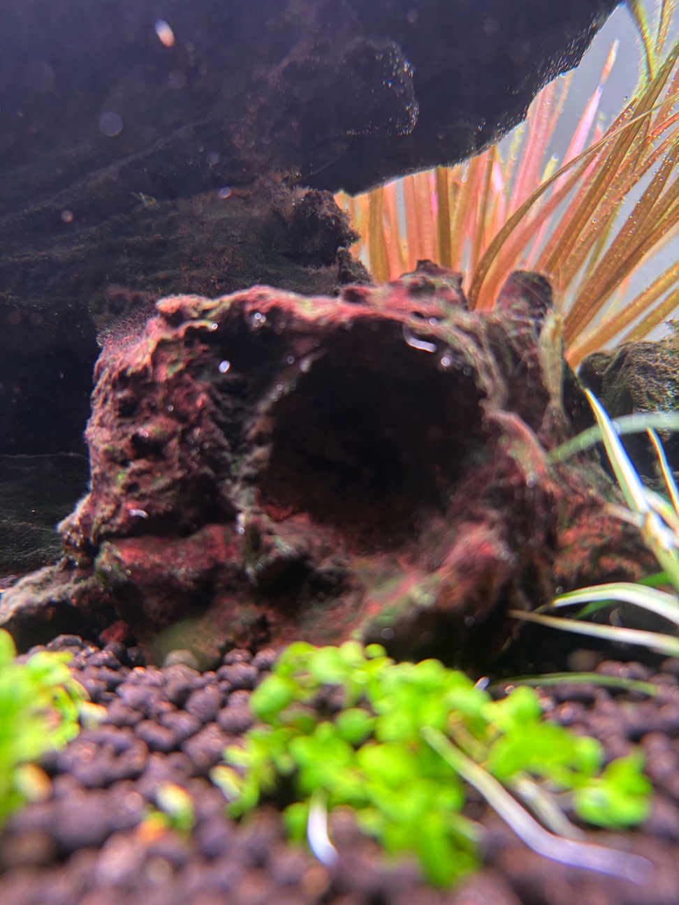 アクアリウム用品 - THE 2HR AQUARIST JAPAN