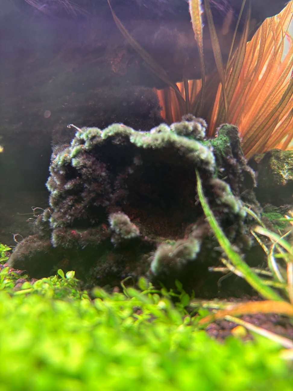 アクアリウム用品 - THE 2HR AQUARIST JAPAN