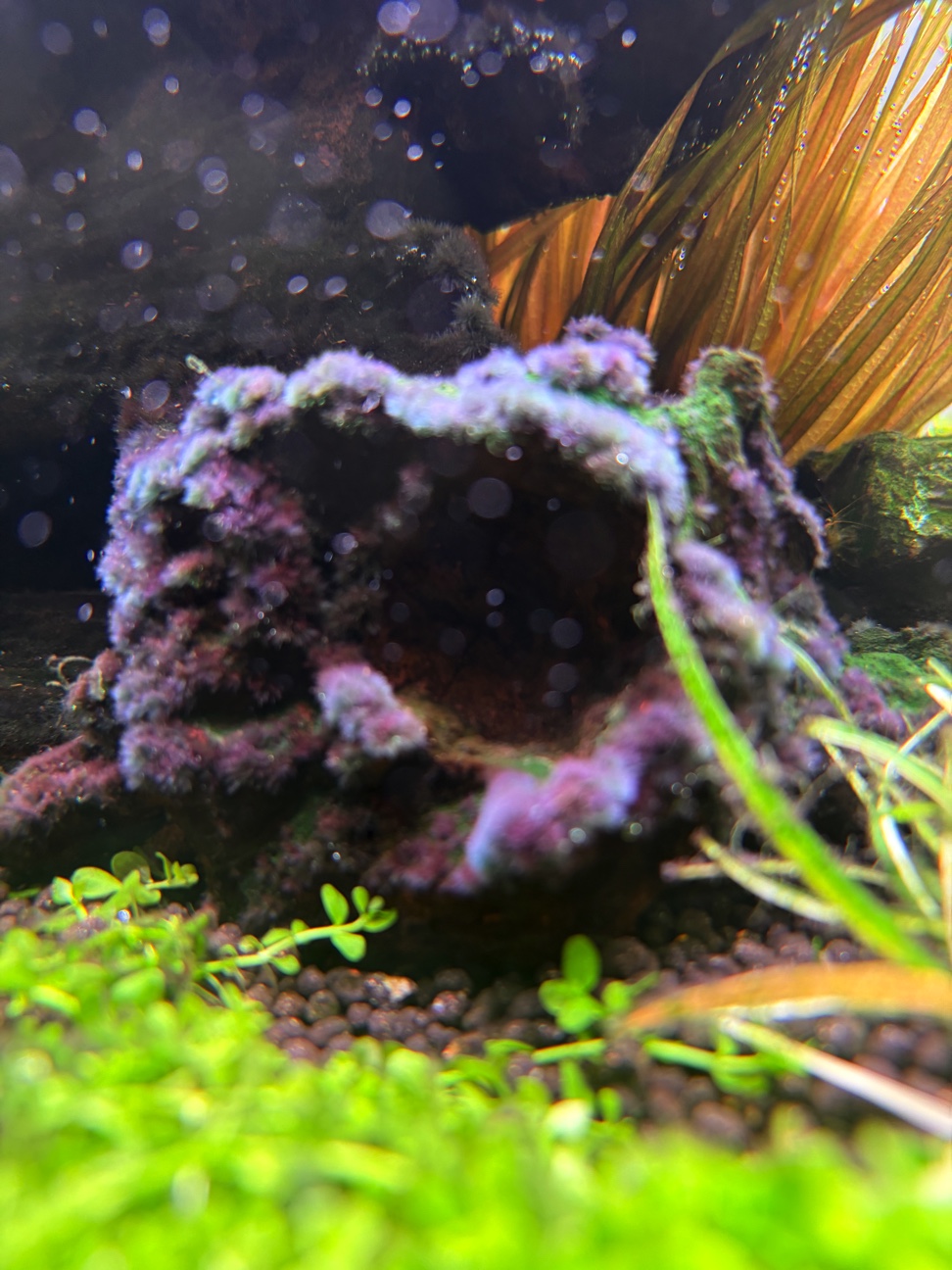 アクアリウム用品 - THE 2HR AQUARIST JAPAN