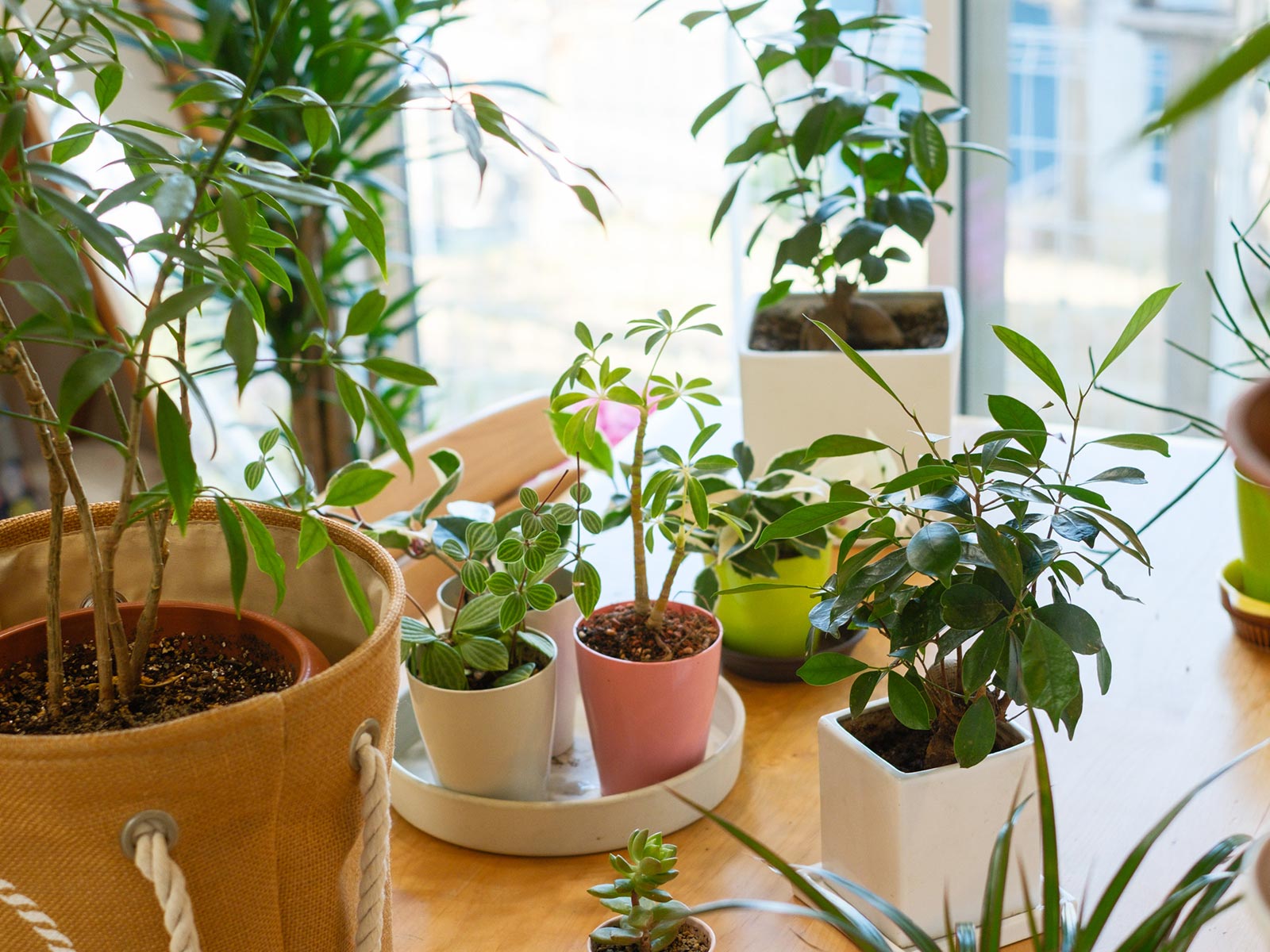 植栽管理・植物リース - 株式会社 MY GREEN