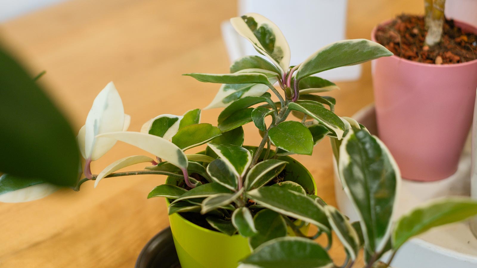 植栽管理・植物リース - 株式会社 MY GREEN