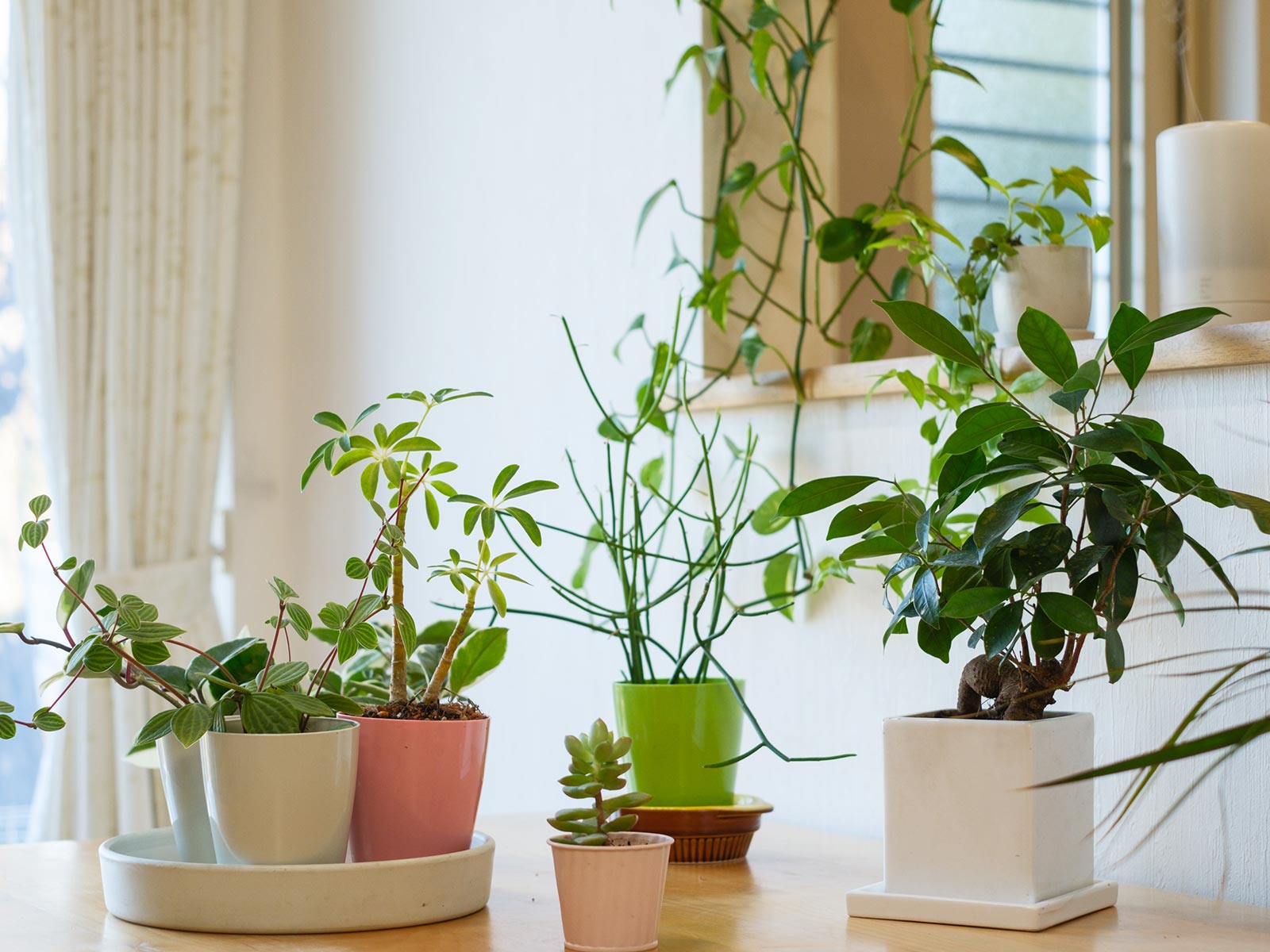 植栽管理・植物リース - 株式会社 MY GREEN