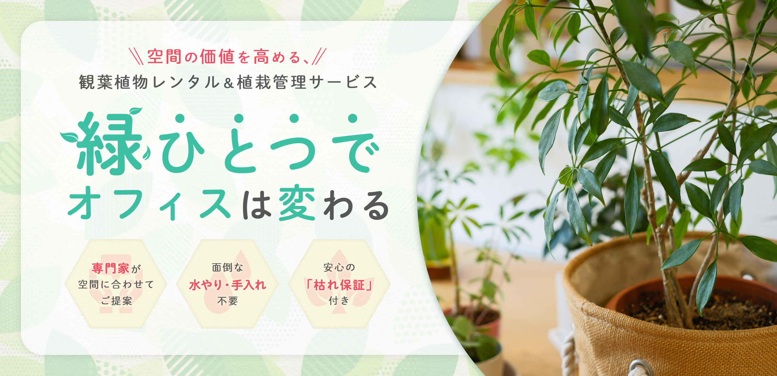 植栽管理・植物リース - 株式会社 MY GREEN