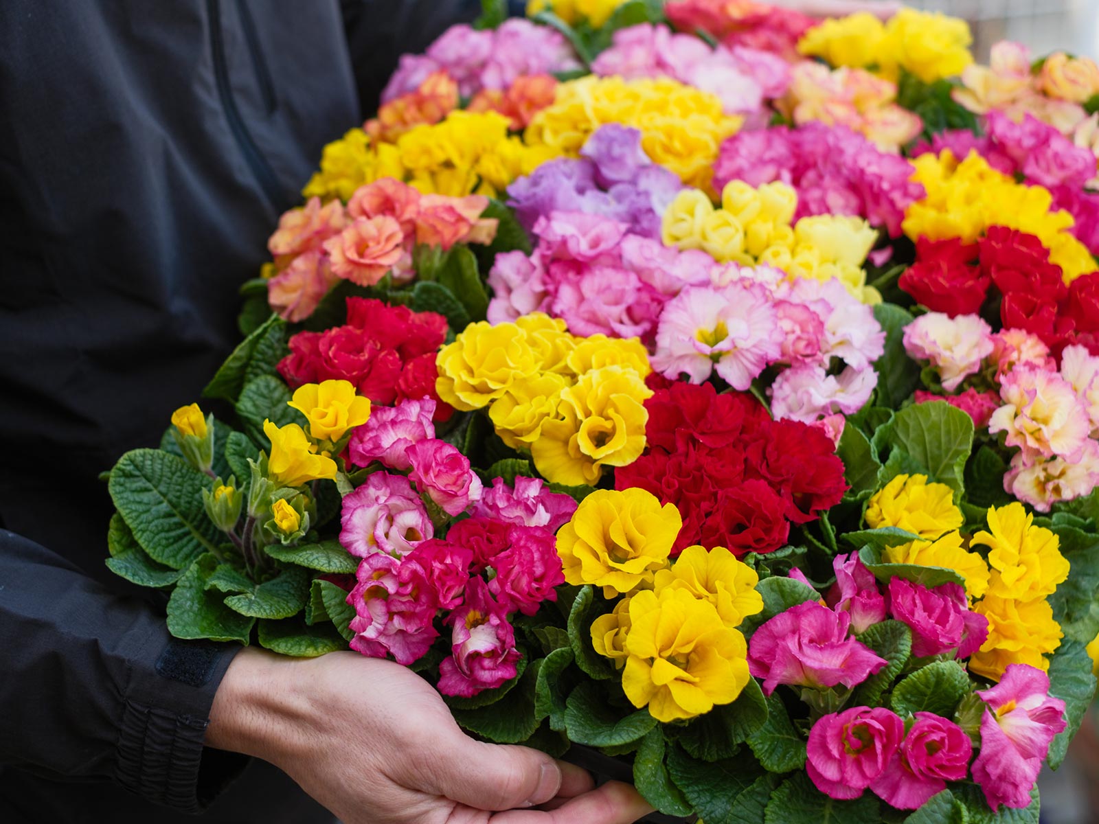 植栽管理・植物リース - 株式会社 MY GREEN