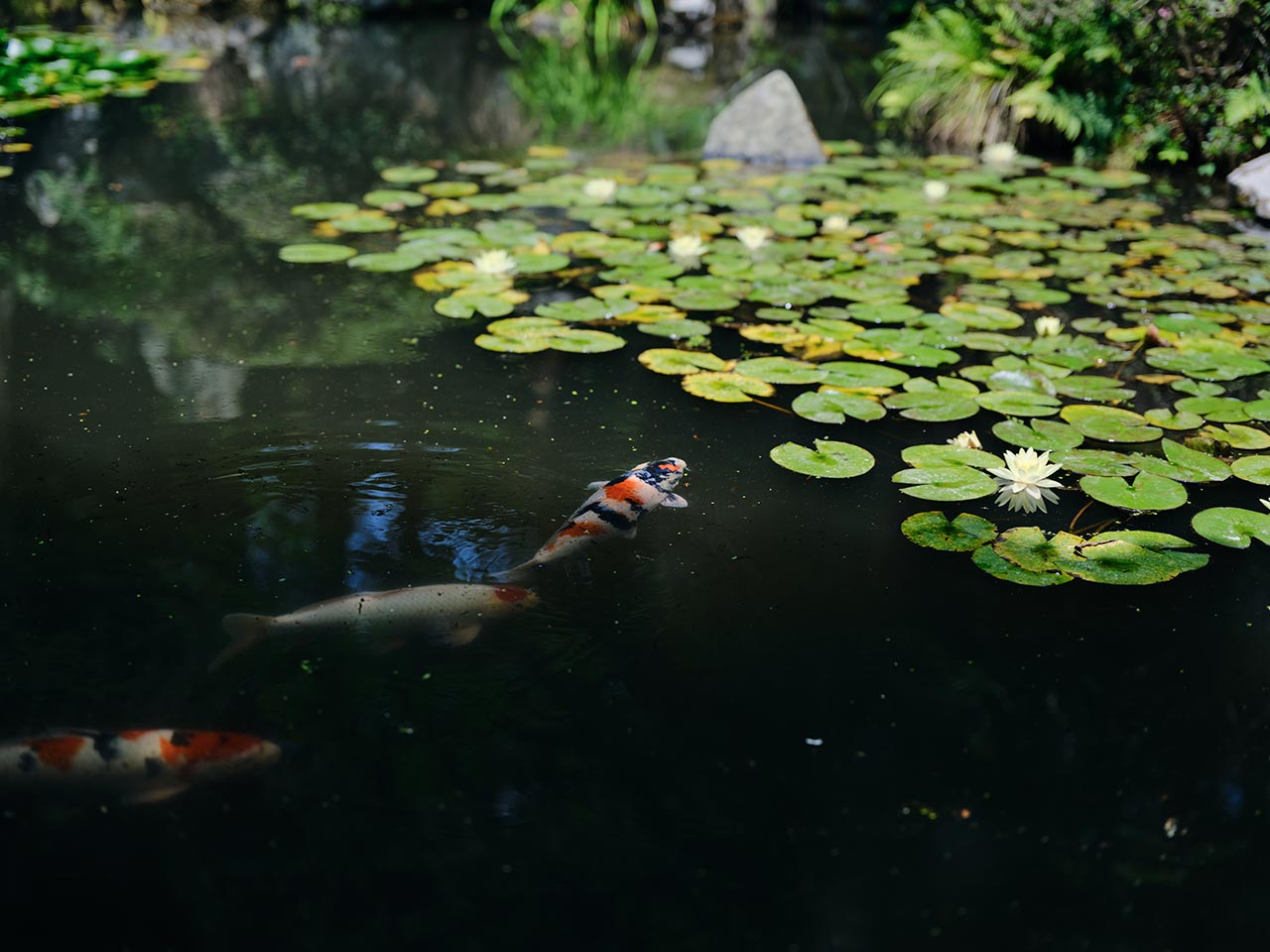 ご葬儀 - 宗教法人 西迎寺