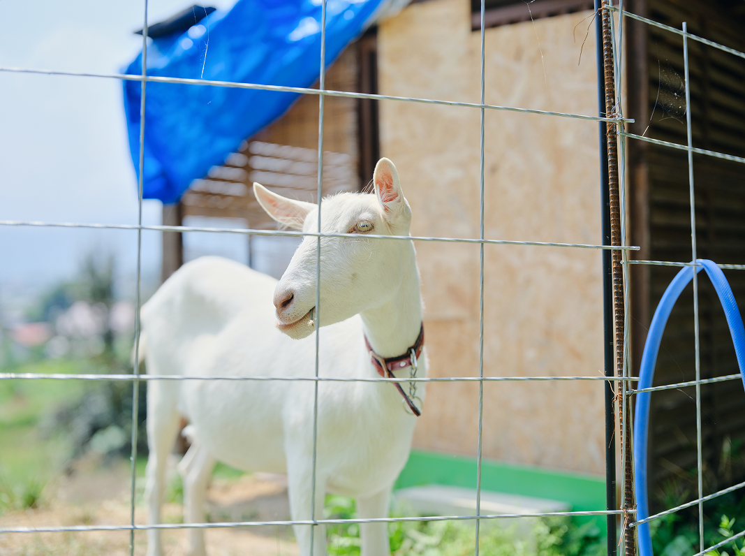 TOP - 宗教法人 西迎寺