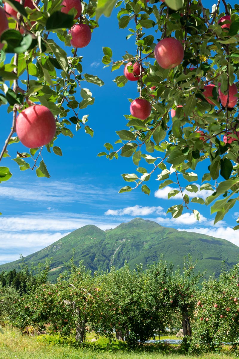 動画制作 - グリズリーカンパニー株式会社