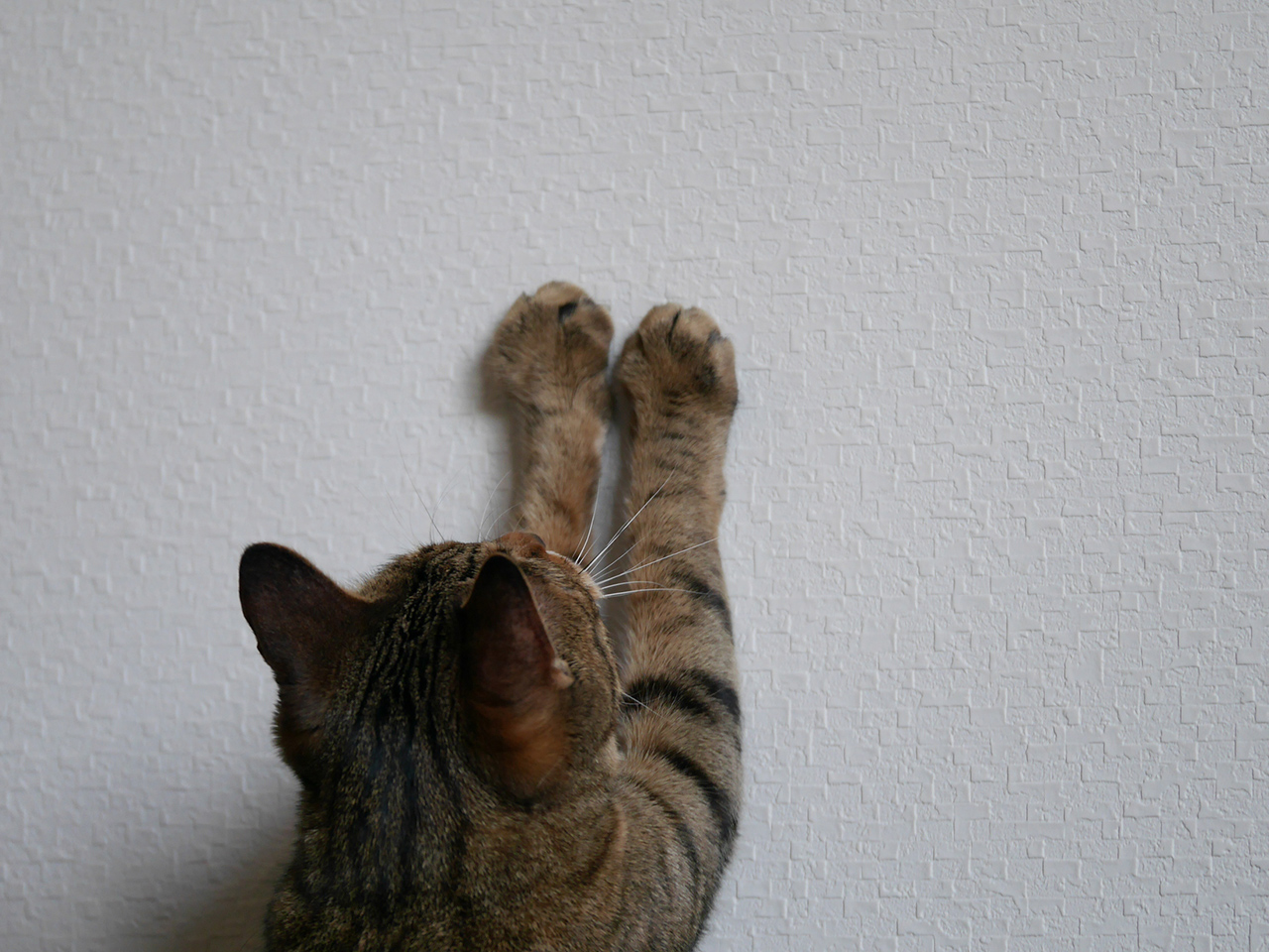 クロス張替え - 株式会社R.Life