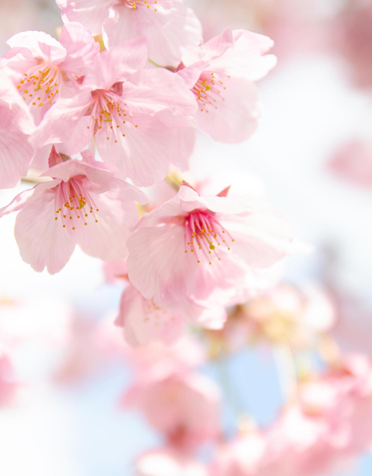 お墓・境内案内 - 宗教法人総徳寺