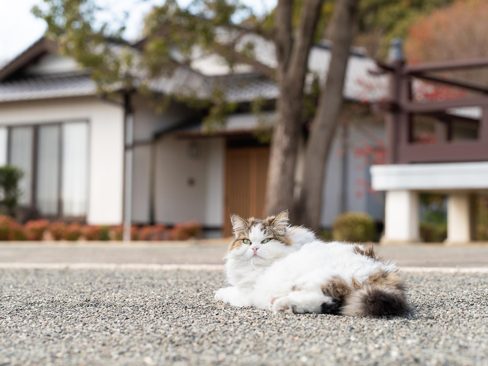 TOP - 宗教法人 真照院