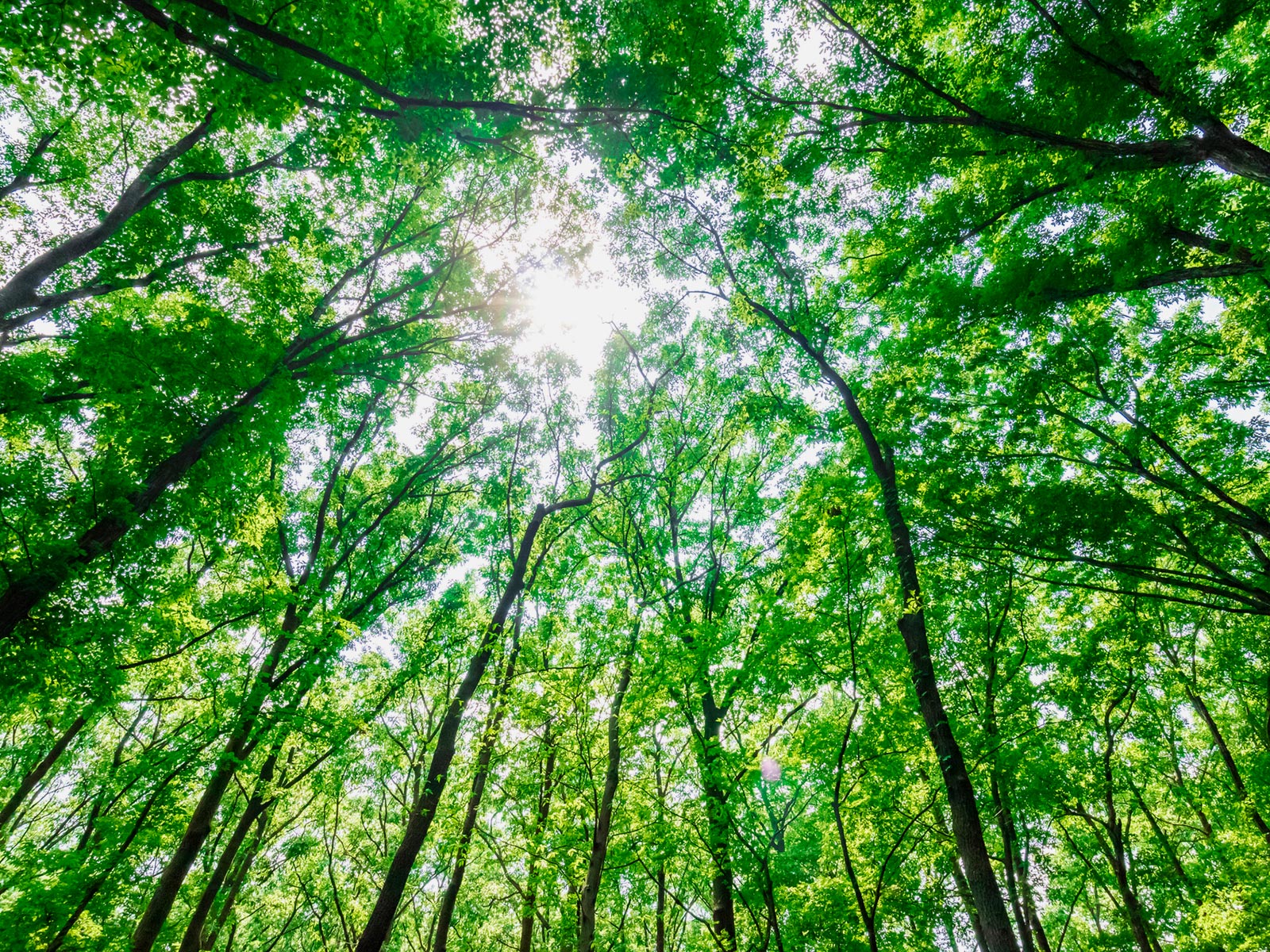 森のめぐみ - はちみつしろう