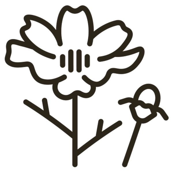 森のめぐみ - はちみつしろう