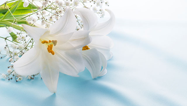 私たちの強みと実績 - ホワイトロード