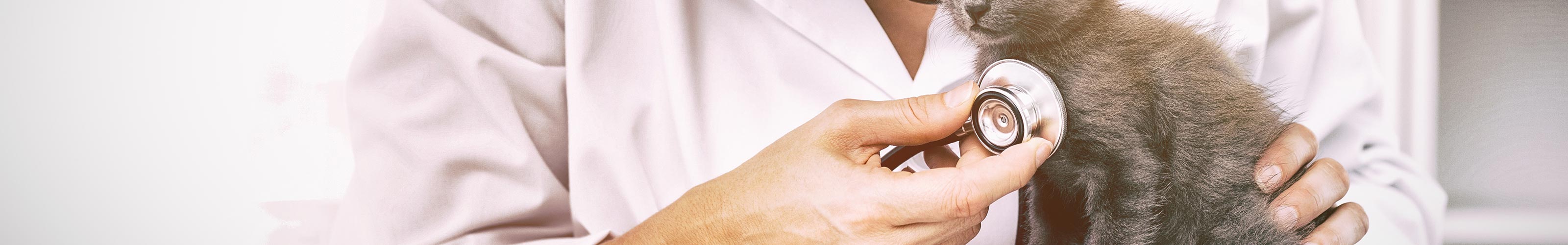 専門性と先進設備 - 株式会社 クラウン動物病院