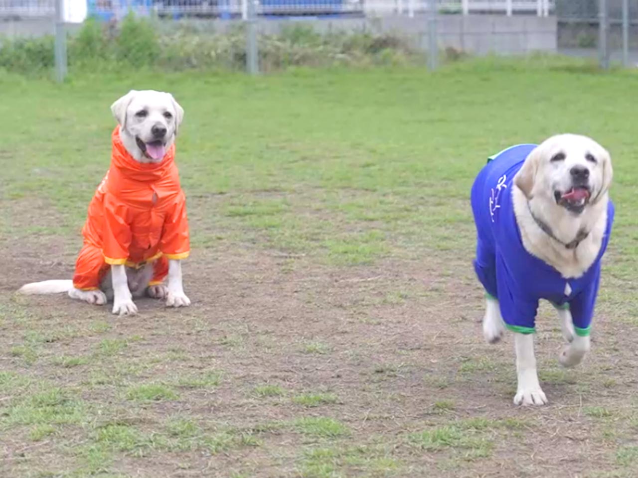 Fuppy dog - Fuppydog