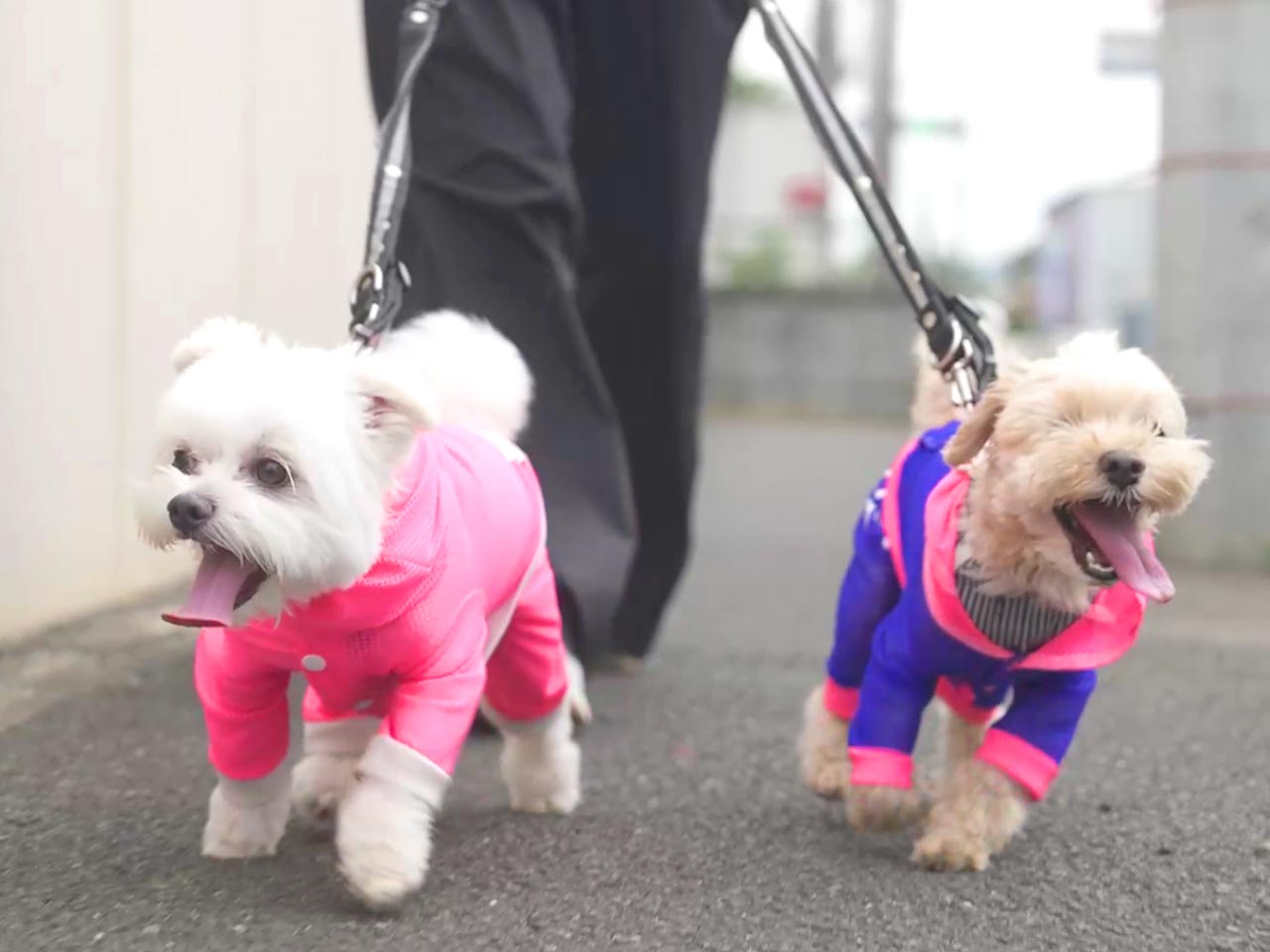Fuppy dog - Fuppydog