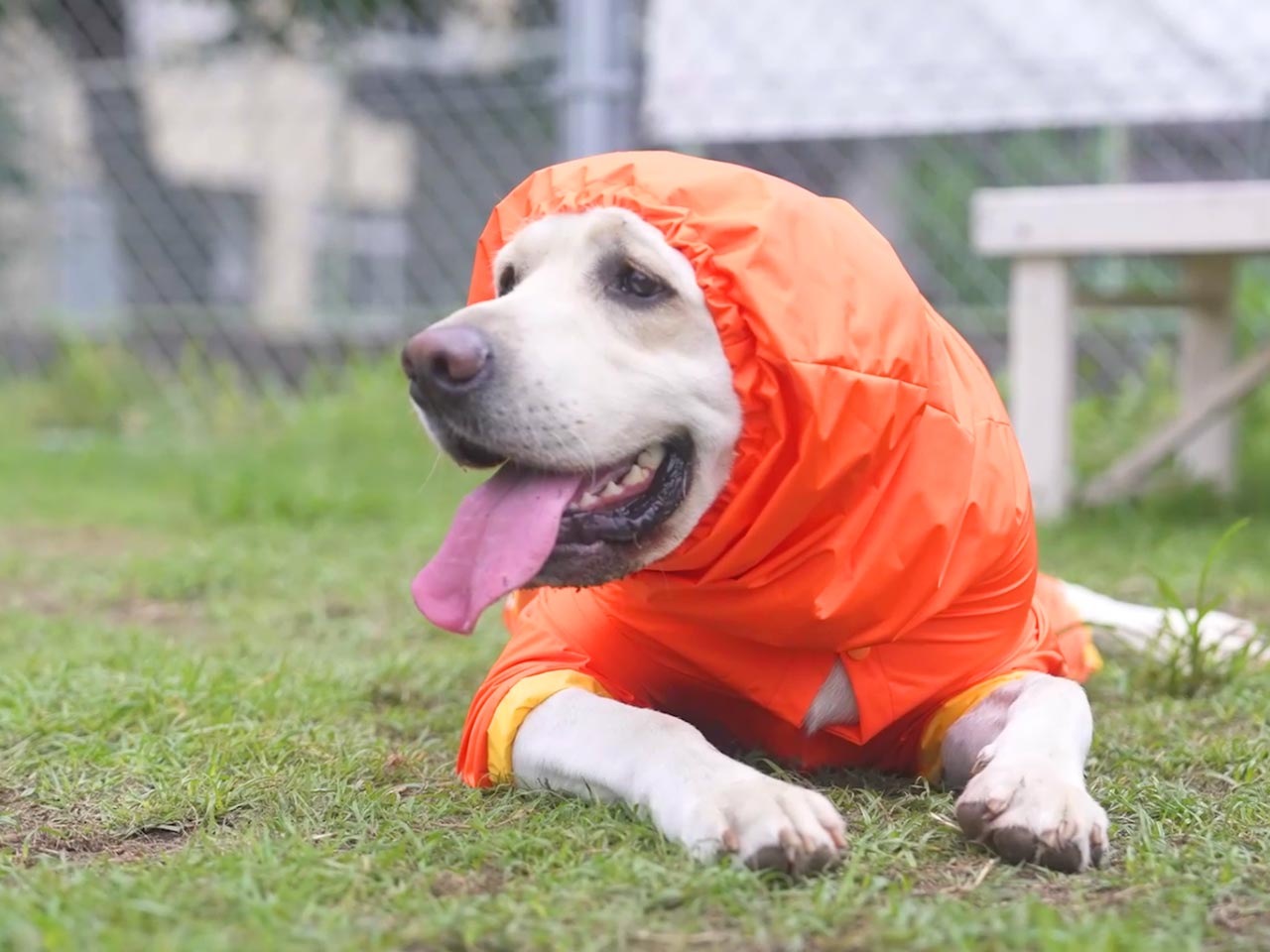 Fuppy dog - Fuppydog