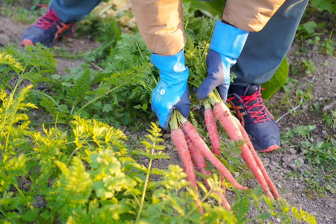 野菜の生産販売 - 楽園彩活まんまる