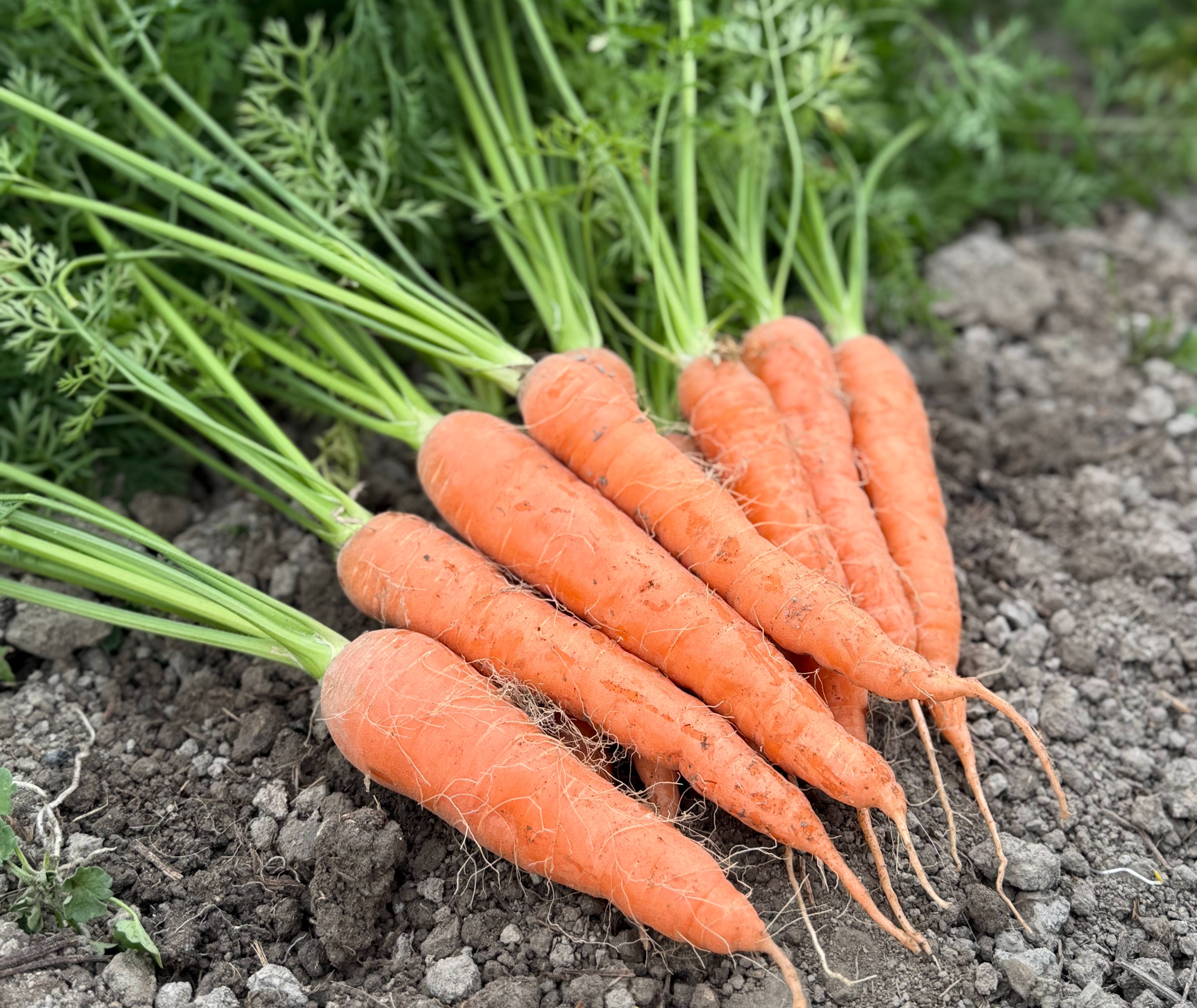 野菜の生産販売 - 楽園彩活まんまる