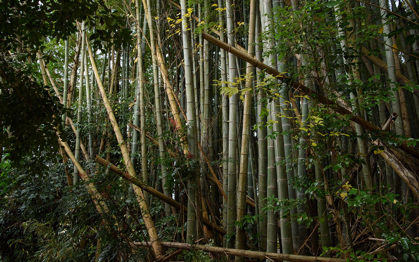 境内の四季 - 宗教法人意泉院