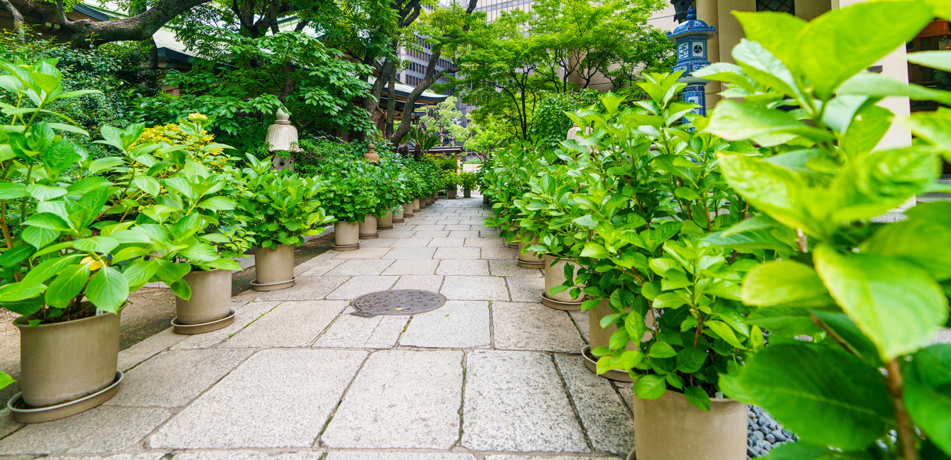 観葉植物専門店 - koto