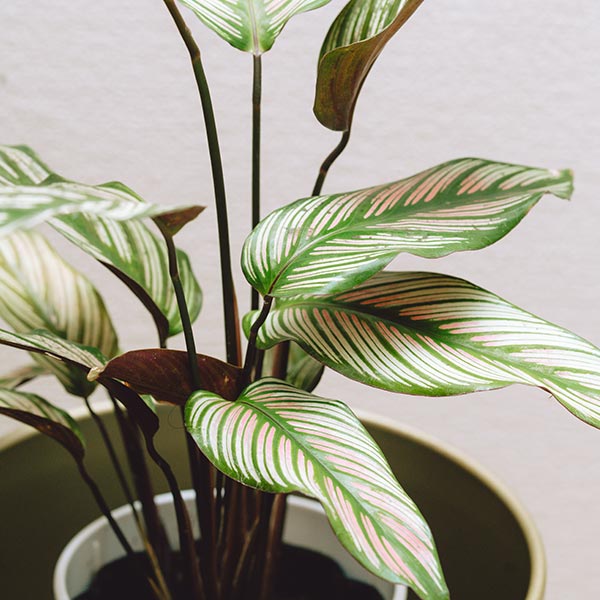 観葉植物専門店 - koto