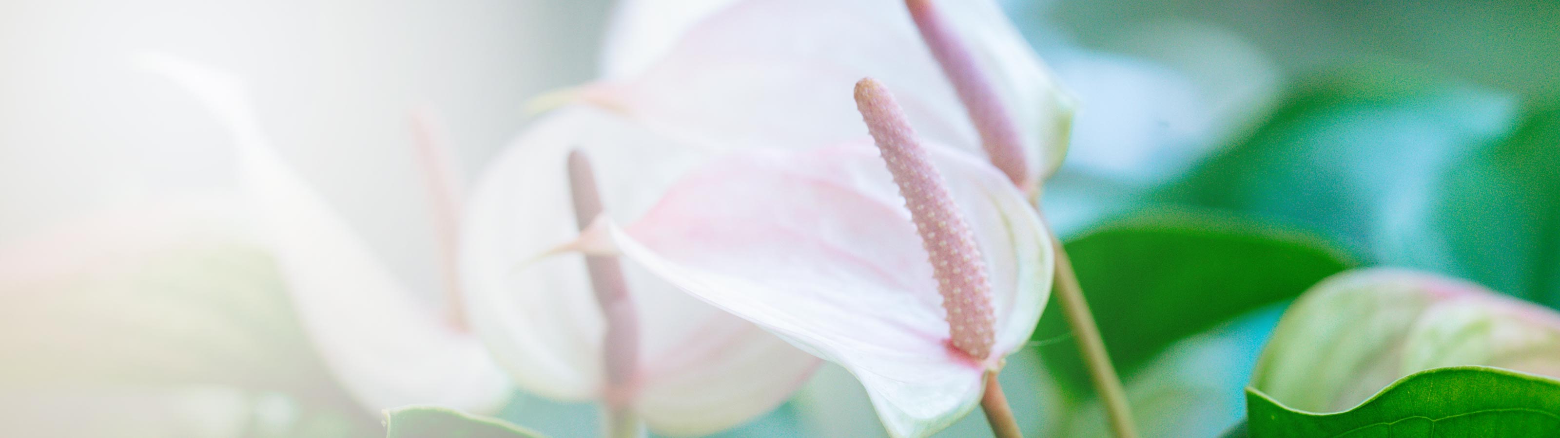 サービス案内 - koto