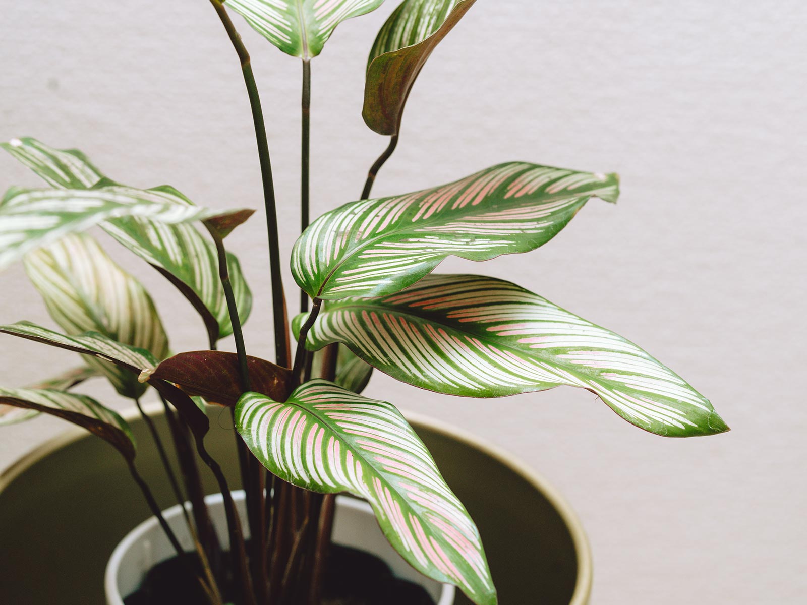 当社について - koto