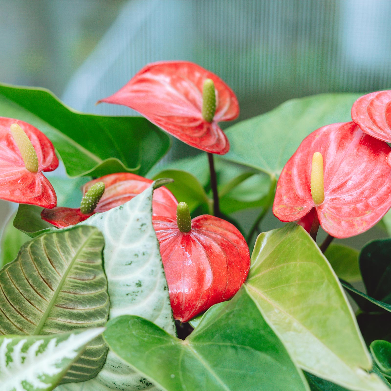 当社について - koto