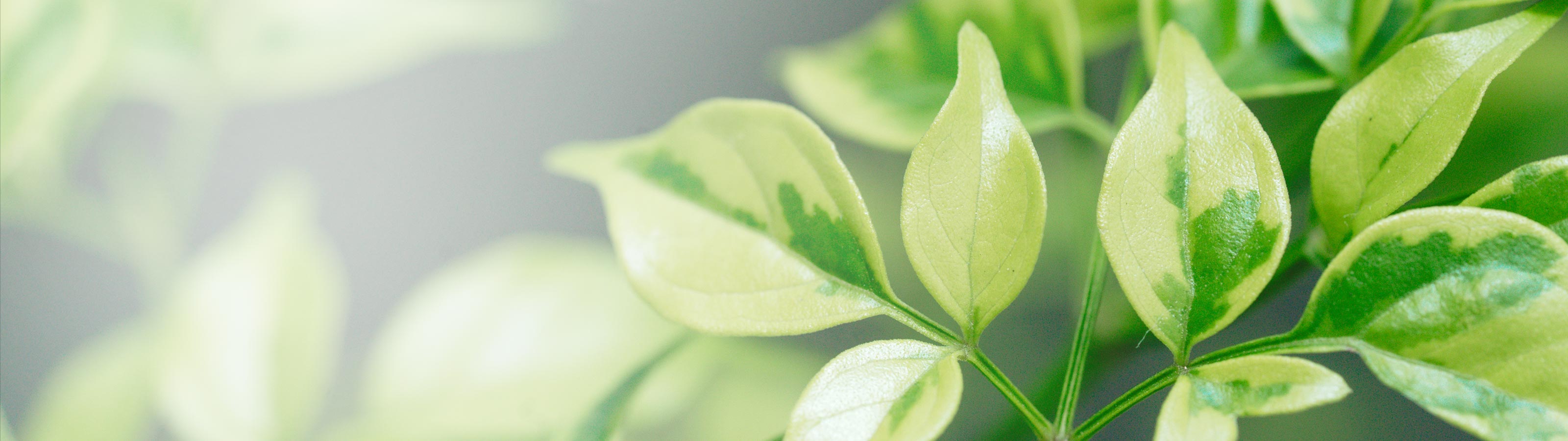 当社について - koto