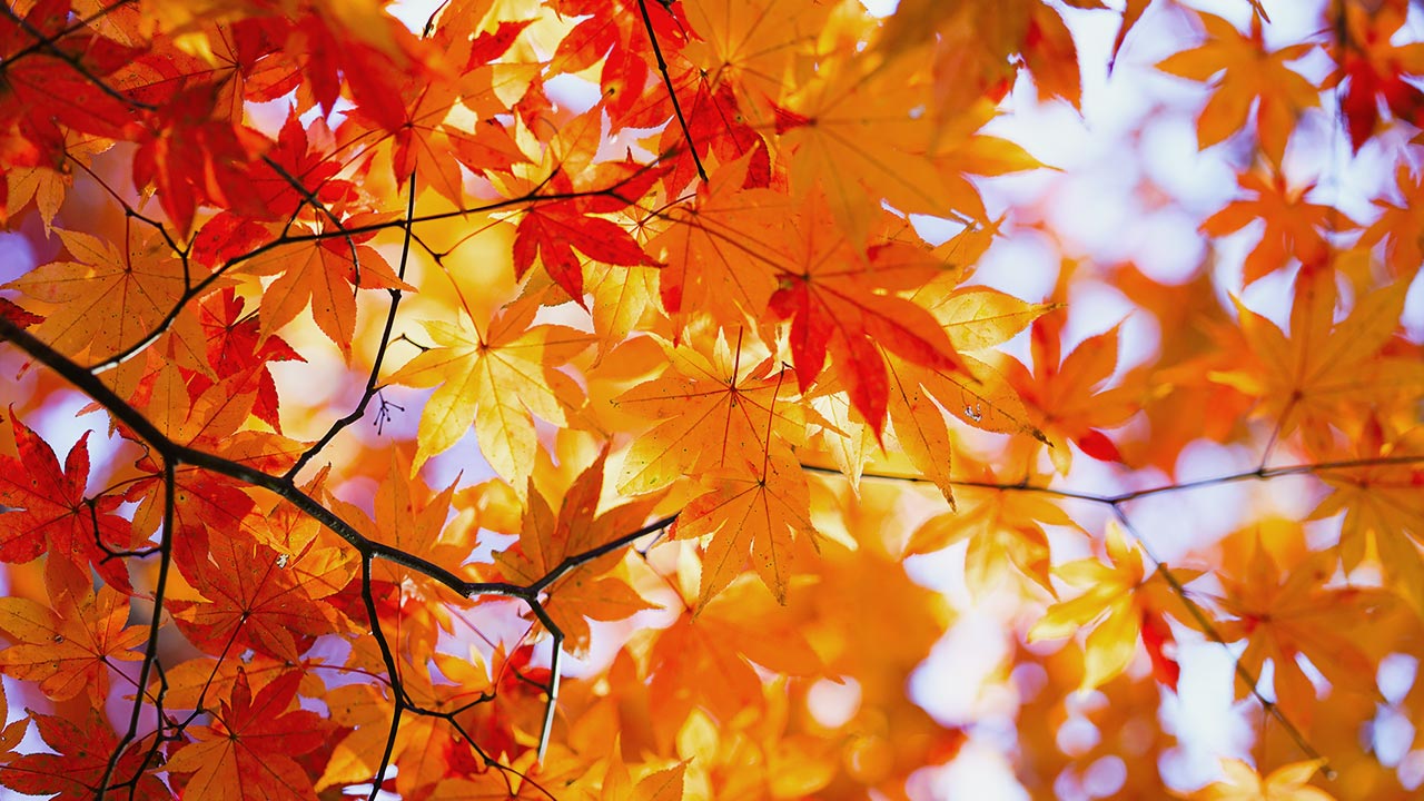 妙照寺の歴史 - 妙照寺