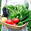 生鮮野菜 - 河野総業