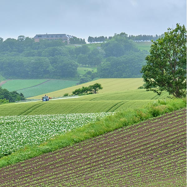 生鮮野菜 - 河野総業