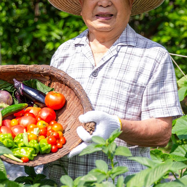 生鮮野菜 - 河野総業