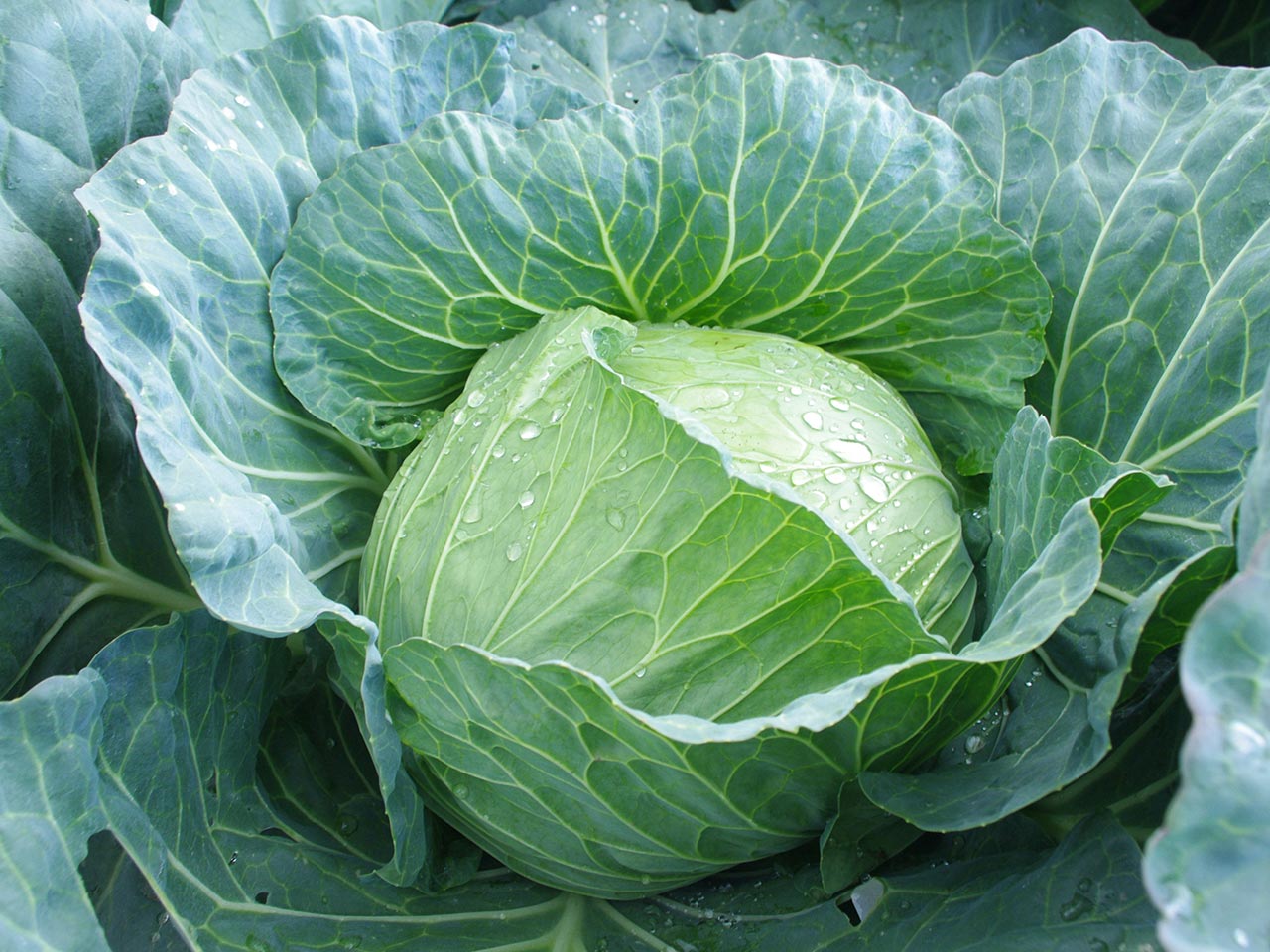 生鮮野菜 - 河野総業
