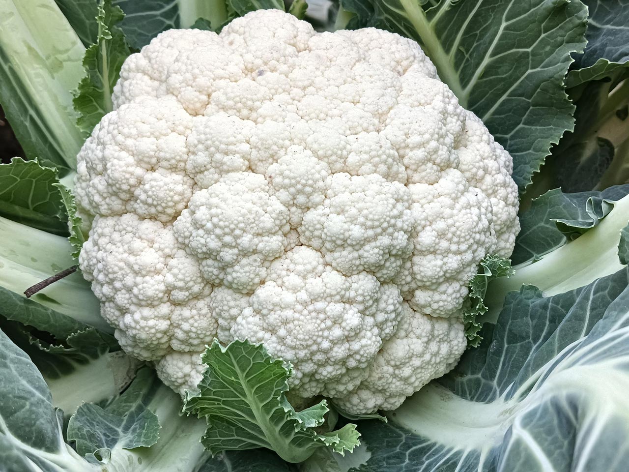 生鮮野菜 - 河野総業