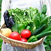 生鮮野菜 - 河野総業