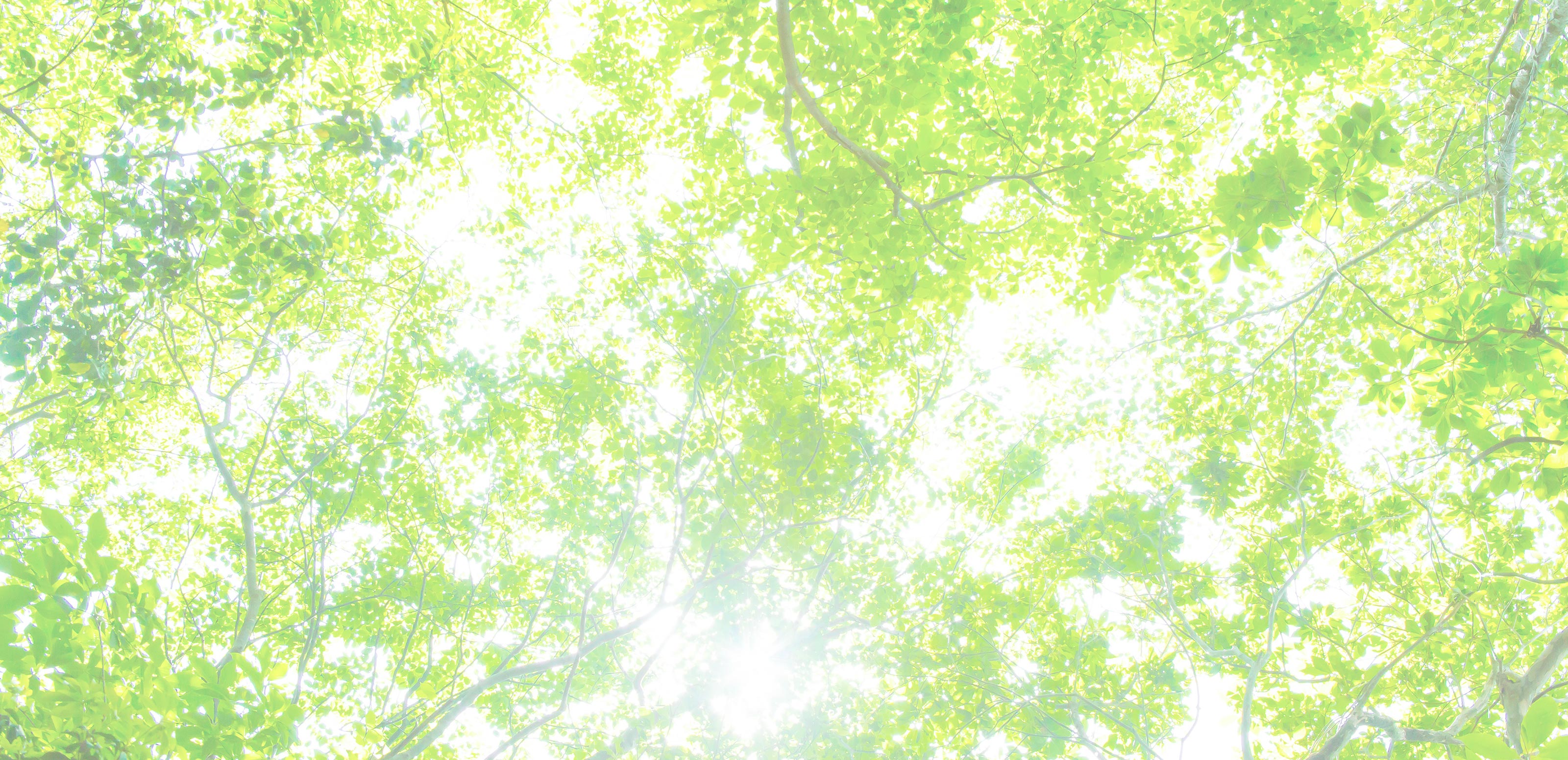 造園工事・外構工事 - 庭和